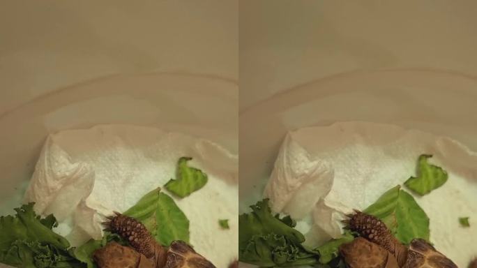 小海龟吃绿叶的镜头。动物