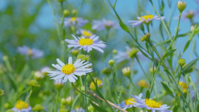 野菊花