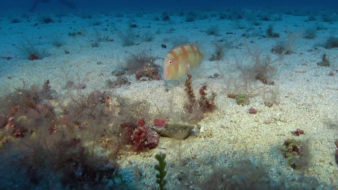 海底深处的珍珠剃刀鱼-水下生活
