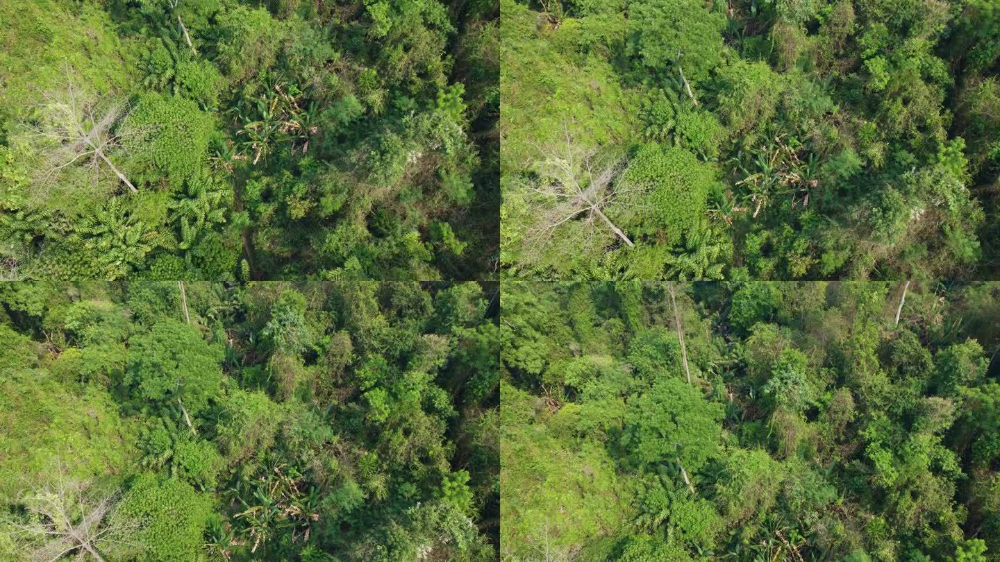 空灵的热带雨林。泰国航空陛下