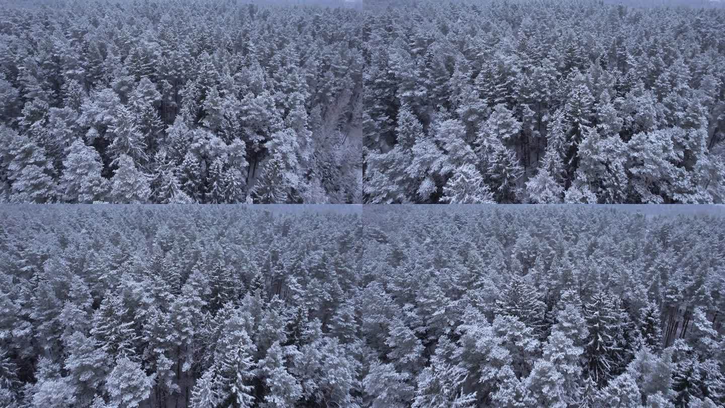 鸟瞰图在美丽的冬日，树梢被冰雪覆盖。在美丽宁静的冬日早晨，飞过令人惊叹的白松林。飞越波兰新雪覆盖的冬