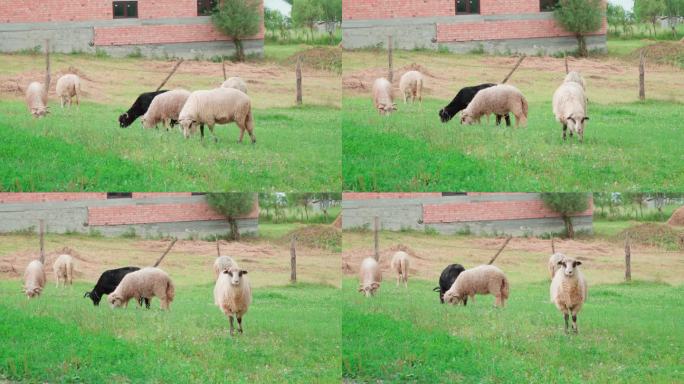 羊群在农舍的后院吃草。其中一只停止进食，直视镜头。