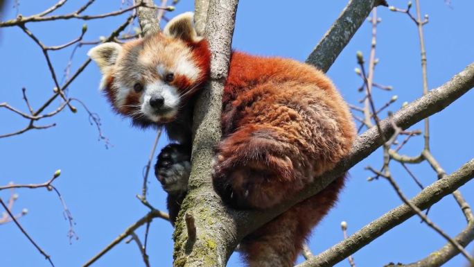 小熊猫，也叫小熊猫，还有坐在树上的红猫熊