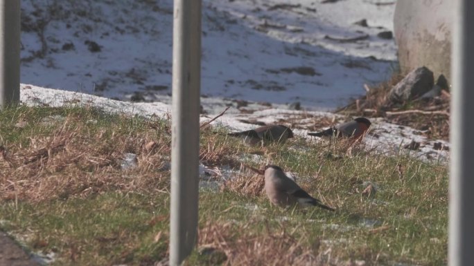 一群红腹灰雀在冬天的草地上觅食，冰雪融化的背景