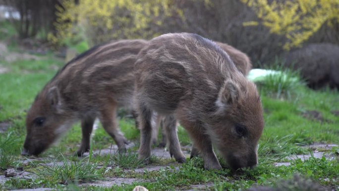 小猪或小猪仔。年轻的野猪宝宝。例如scrofa，野猪或猪。