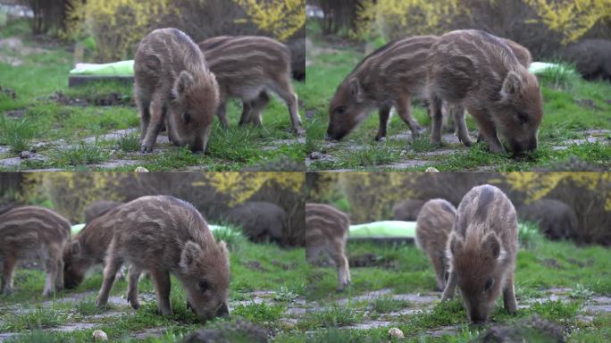 小猪或小猪仔。年轻的野猪宝宝。例如scrofa，野猪或猪。