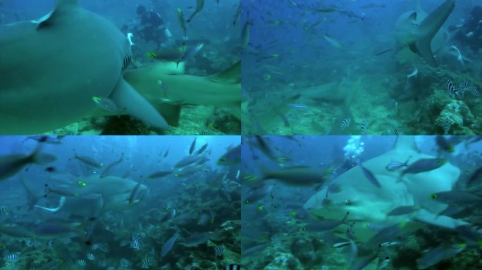 进食的灰牛鲨吃潜水员的手在汤加的水下海洋。