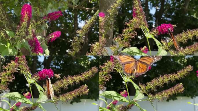 在蝴蝶丛上的帝王蝶