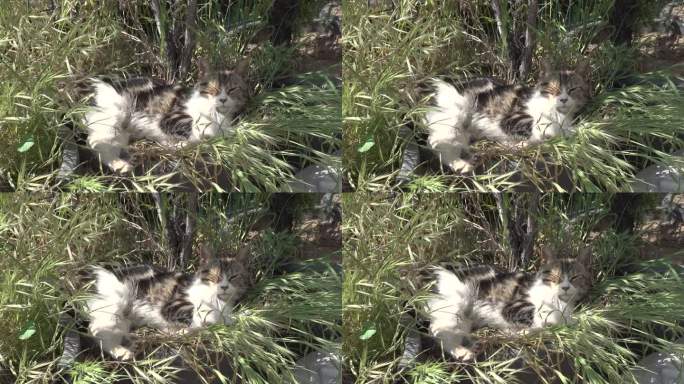 夏日里，一只懒猫在茂密的草地和阴凉处休息