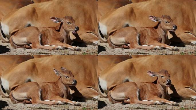 幼崽班腾，又名红牛，是一种野生牛。