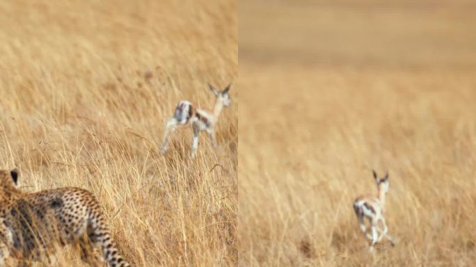 草原上的猎豹正在捕猎一只黑斑羚幼崽