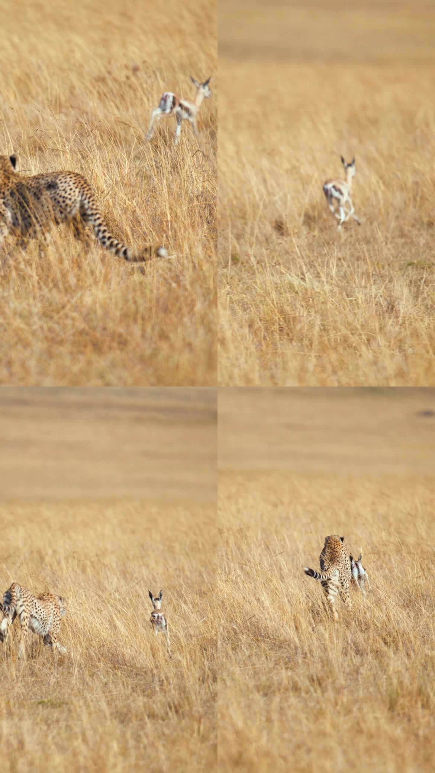 草原上的猎豹正在捕猎一只黑斑羚幼崽