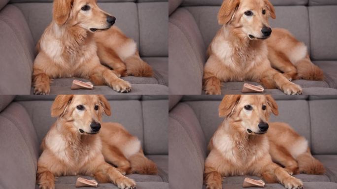 调皮的金狗在纺织沙发、沙发上玩耍、咬牛皮骨头。霍格华特，可爱的猎犬