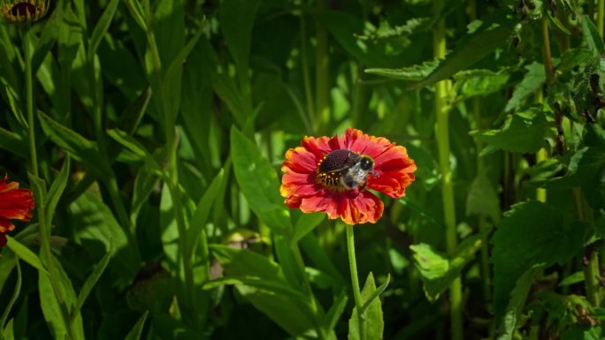 大黄蜂在一朵红花上