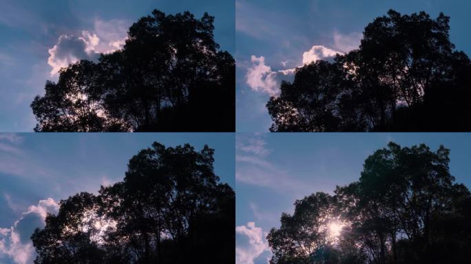 【4K50P 延时】树梢背后的太阳与流云