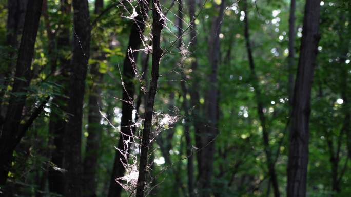 4k树林蜘蛛网小溪空镜素材