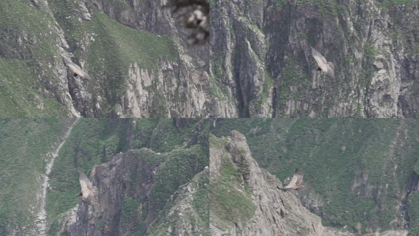安第斯秃鹰，世界上最大的飞禽，庄严地翱翔在秘鲁的科尔卡峡谷，这是地球上最深的峡谷。
