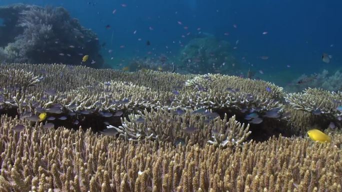 巴厘岛的海底世界是天堂。