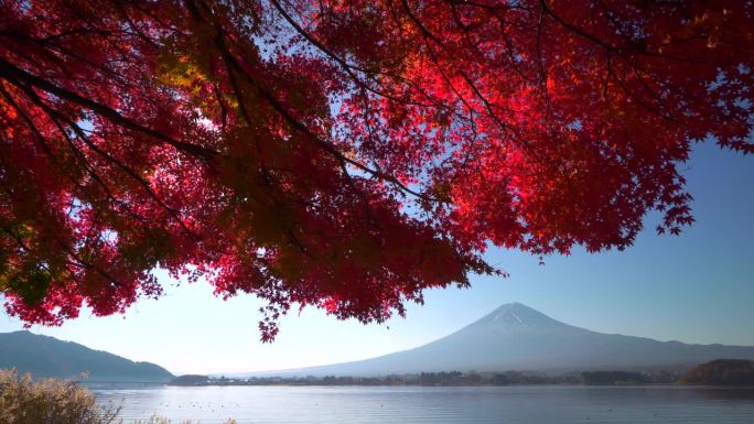 清晨在川口湖观赏富士山的秋叶