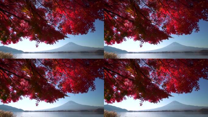 清晨在川口湖观赏富士山的秋叶