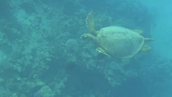 在埃及红海中盘旋的海龟