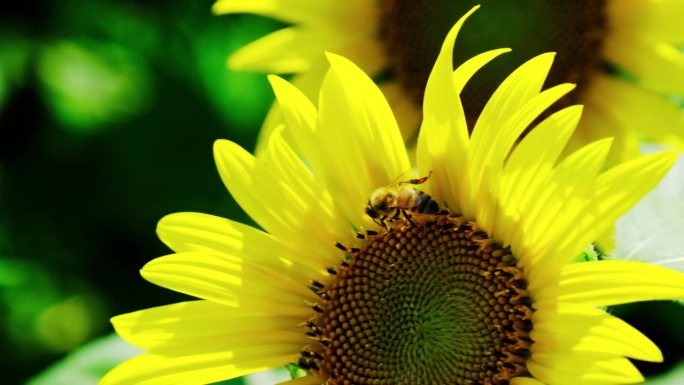 一只可爱的蜜蜂来吸向日葵花蜜