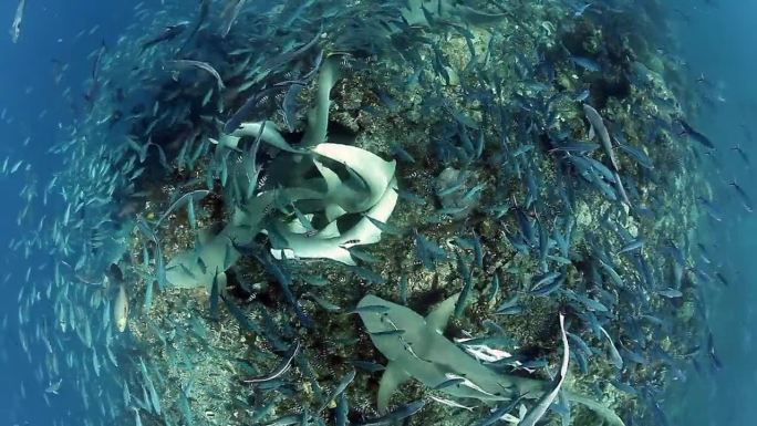 斐济的水下海洋野生动物，人们在鱼群中喂鲨鱼。