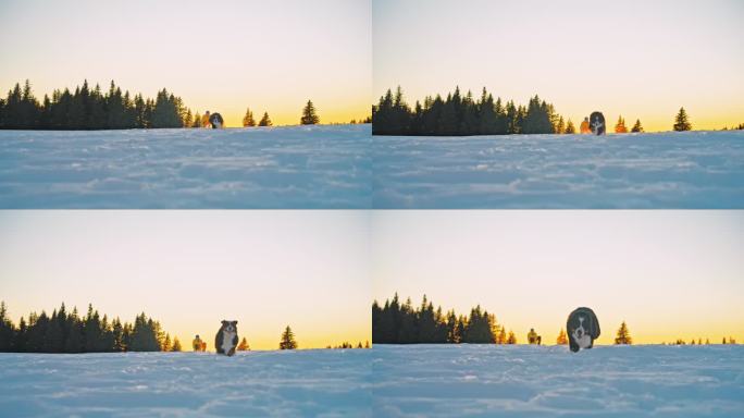 狗跑过斜坡上的深雪，朝着相机