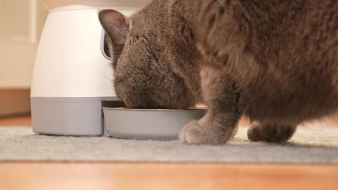 猫从自动喂食器里吃东西。房子地板上的自动宠物食品分配器。