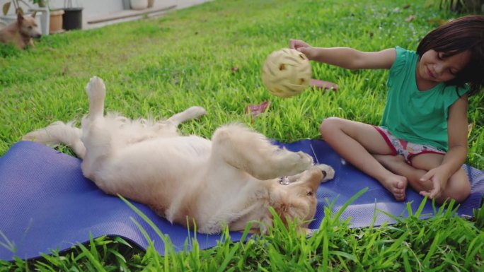 一个女孩在草地上和她的金毛猎犬玩耍。