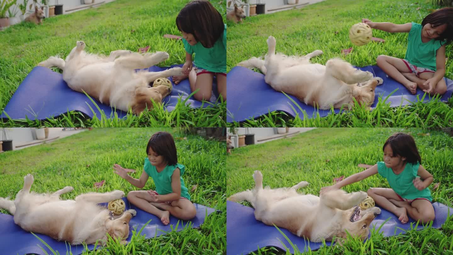 一个女孩在草地上和她的金毛猎犬玩耍。
