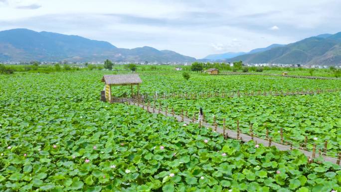 荷花田里年轻女性赏花实拍背影（无肖像权）