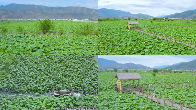 荷花田里年轻女性赏花实拍背影（无肖像权）