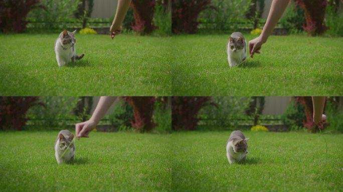 一只白色虎斑短毛猫准备在绿色草坪上进行慢动作攻击