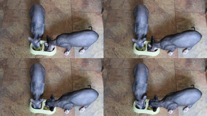 两只斯芬克斯猫在家里给小猫吃新鲜食物的特写。干猫粮的广告。有趣的灰色秃头猫。从上面看