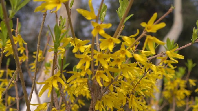 初春 春天 发芽 含苞待放 花骨朵 新芽