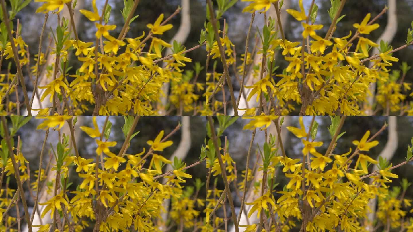 初春 春天 发芽 含苞待放 花骨朵 新芽