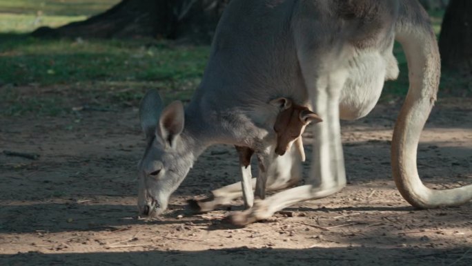 袋鼠妈妈和宝宝在澳大利亚猎人谷散步的4K实时视频