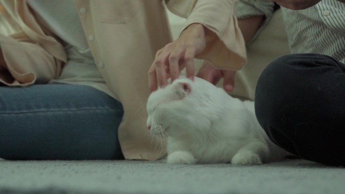 特写的一个女人的手用梳子刷可爱的猫，小最好的朋友。