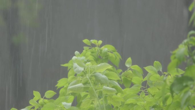 城市下暴雨倾盆大雨下雨天雨水雨滴植物树叶