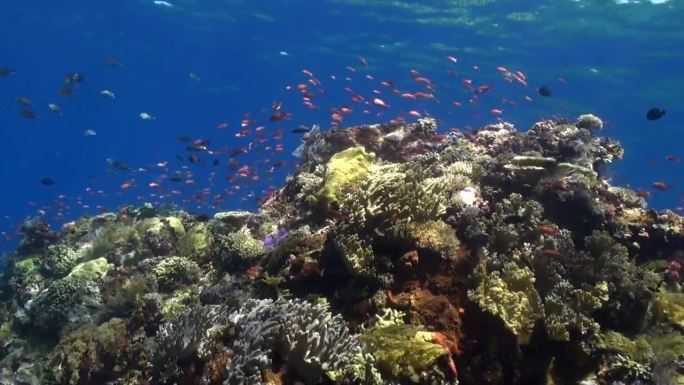巴厘岛的水下生态系统在很大程度上依赖于巴厘岛珊瑚的健康。