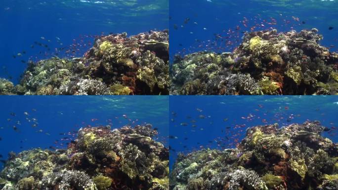 巴厘岛的水下生态系统在很大程度上依赖于巴厘岛珊瑚的健康。