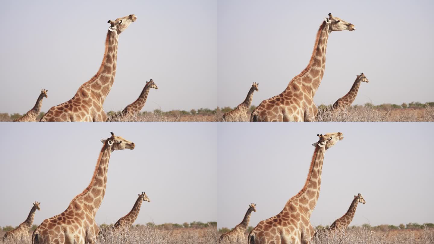 纳米比亚自然公园里，一群安哥拉长颈鹿在咀嚼电话骨头以摄取矿物质