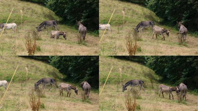 在森林草地上吃草的驴群