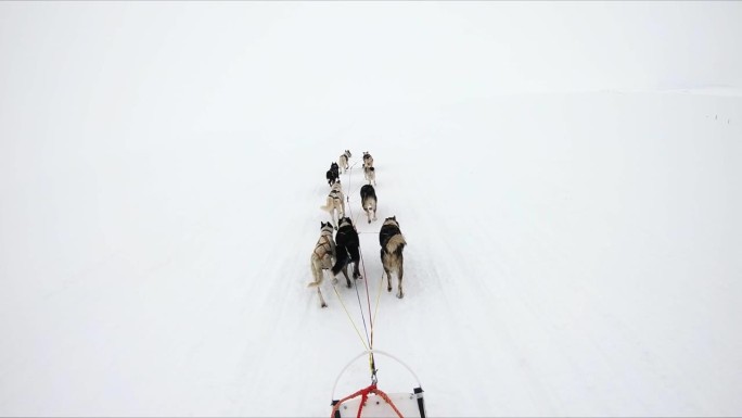 哈士奇狗拉着雪橇穿过雪景