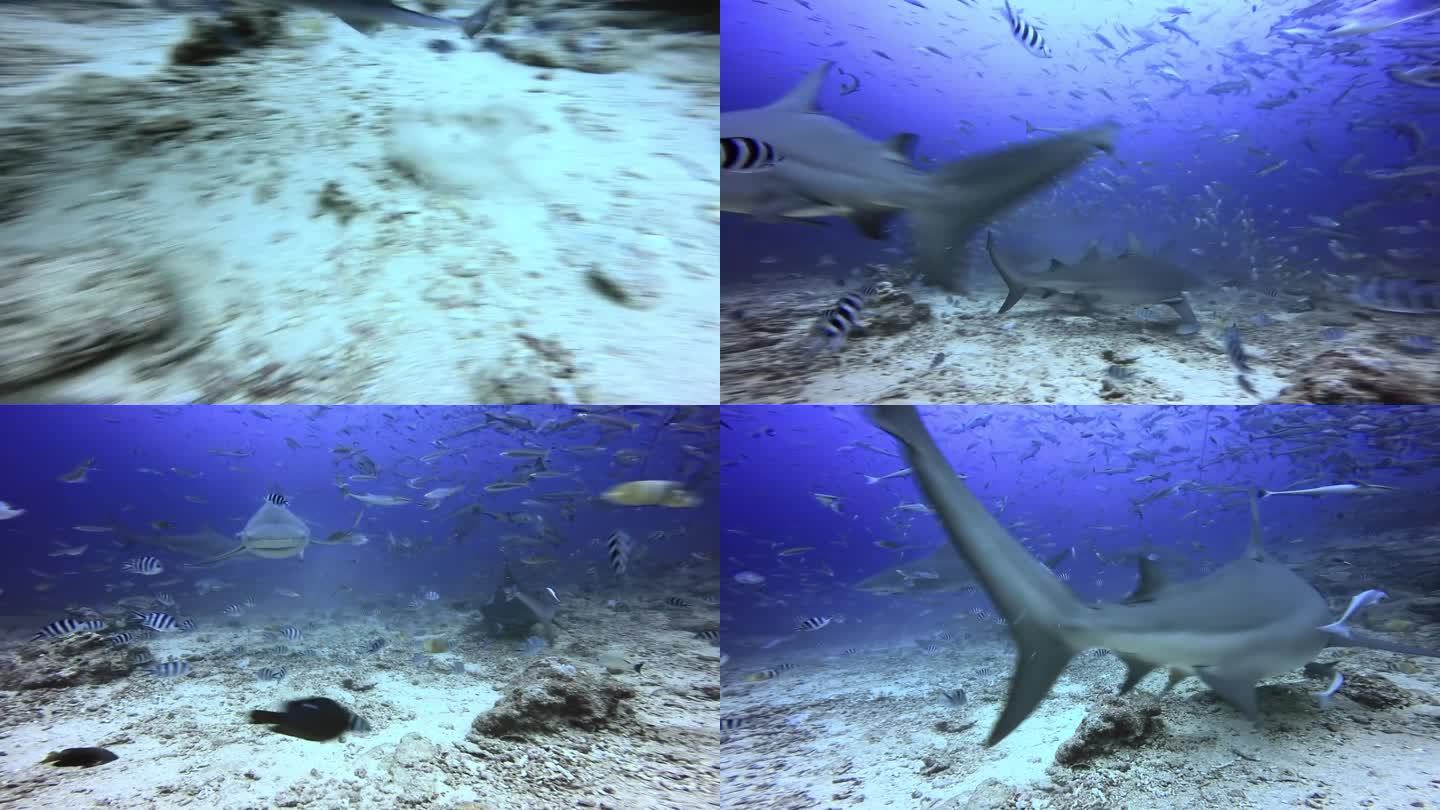 潜水员在太平洋水下喂鲨鱼加拉帕格斯。