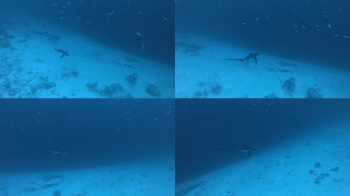 远洋长尾狐鲨，Alopias pelagicus，水下游泳在蓝色的海洋。