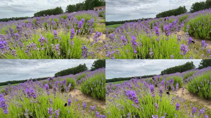 紫色的薰衣草田盛开在日落的一天慢动作滑翔在夏天。这是一片大片薰衣草丛的慢镜头。