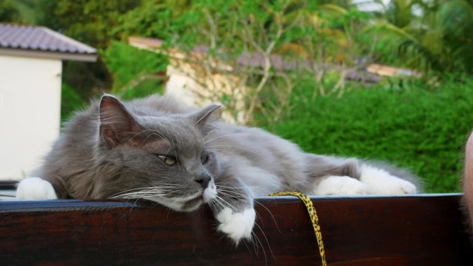 一只懒散、饱餐一顿、昏昏欲睡、毛茸茸的灰色猫咪，在大自然的院子里庄严地躺着。野外的懒猫睡在桌子或日光