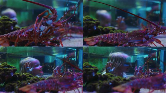 快乐的女孩在水族馆看着小龙虾在缸兴奋的孩子看海洋动物在海洋馆的乐趣学习海洋生物在水生栖息地